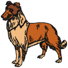 collie